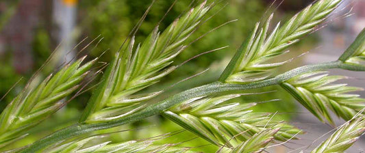 Annual Rye Grass Quickston 50lb
