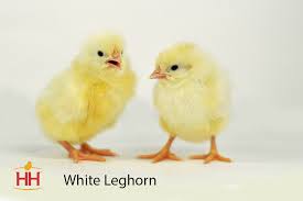 Chicks - White Leghorn