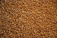 Whole Wheat