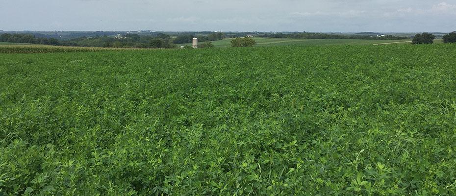 Pro Brand Alfalfa 50# XC1-CPF 50#