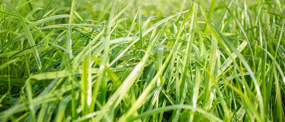 Grass Master Mix-50lb