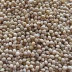 White Millet