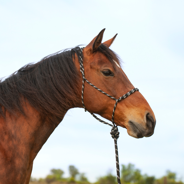Black Knotless Halter