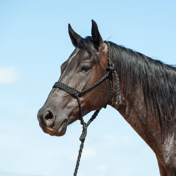 Mule Tape Halter