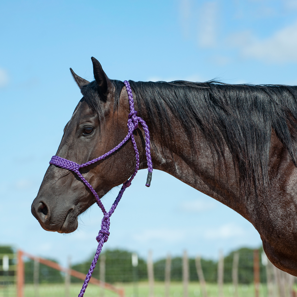 Mule Tape Halter