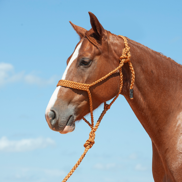 Mule Tape Halter