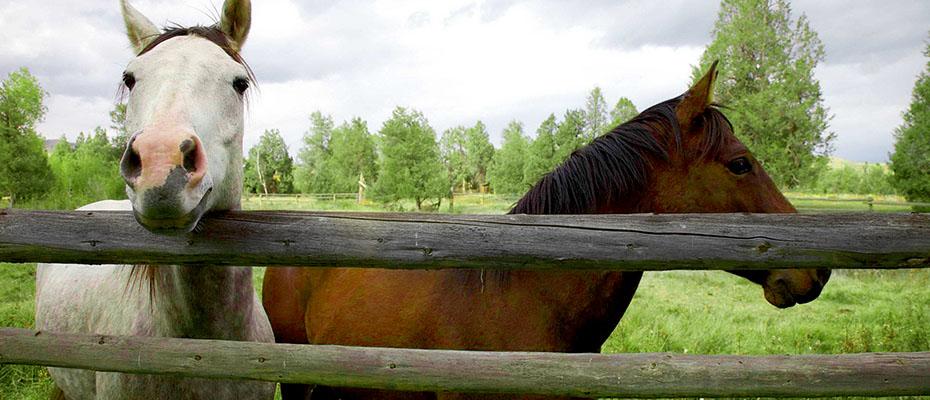 Mare & Foal Pasture Mix