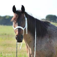 Mule Tape Halter