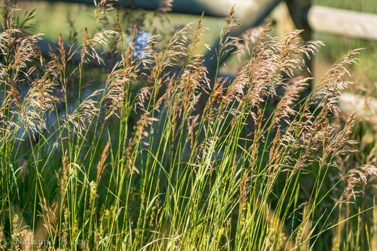 Common Smooth Brome Grass-50 lb