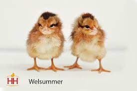 Chicks - Welsummer