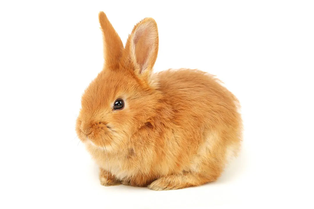 Commercial Rabbit