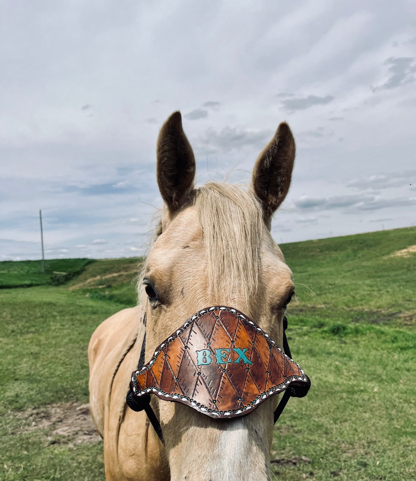 Custom Bronc Halter Sample